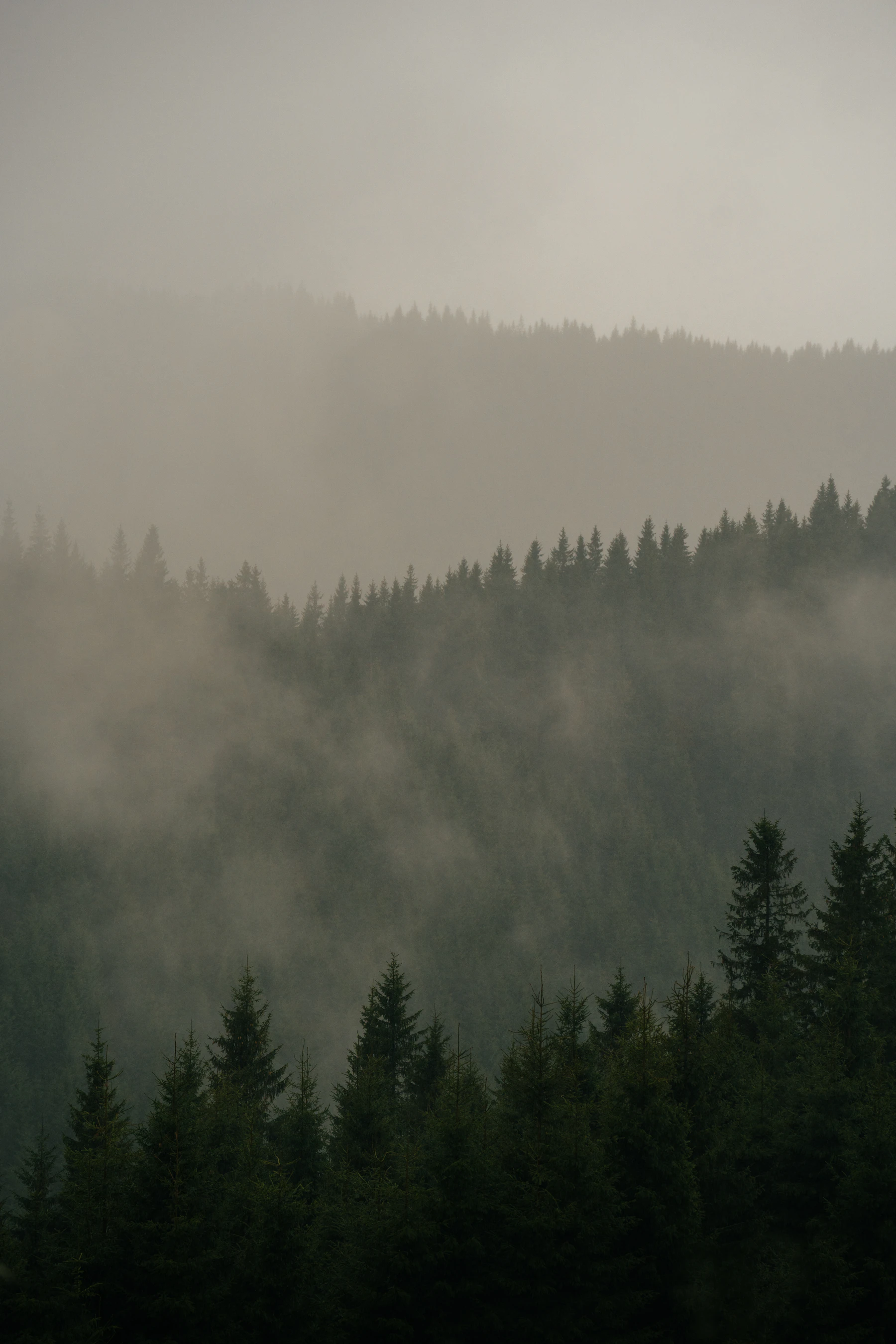 Hohe Kiefern stehen als dunkle Silhouetten im dichten Morgendunst