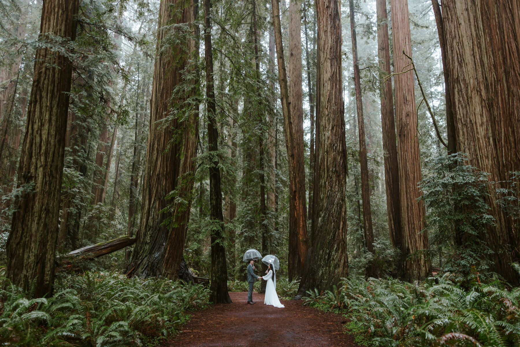 Ein Hochzeitspaar geht zwischen hohen, rötlichen Baumstämmen durch den Wald